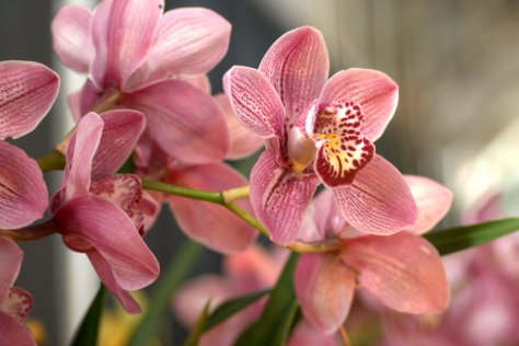 Cymbidium_Kirby_Lesh_at_the_Pacific_Orchid_Exposition_2010 (1)