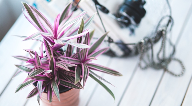 The Best Houseplants to Purify Your Air