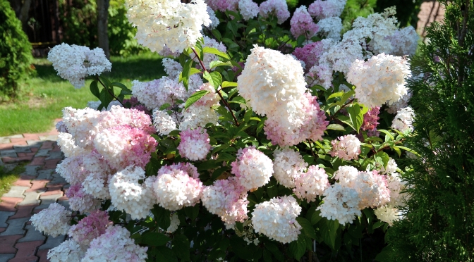 Re-Blooming Hydrangeas: Care and Culture